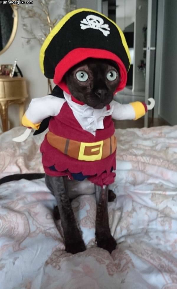 Pirate Cat