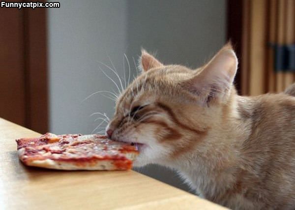 Pizza Cat