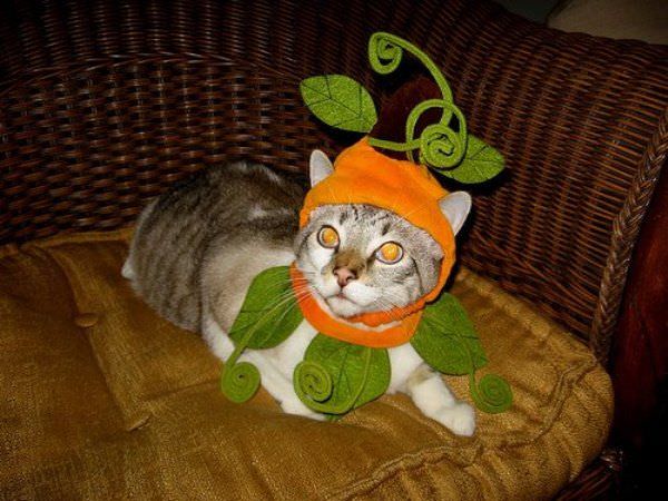 Plant Cat