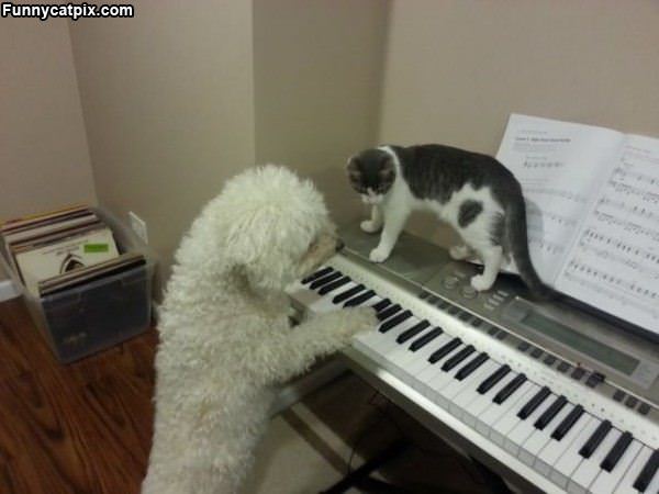Play Me A Tune