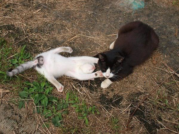 Playing In The Grass