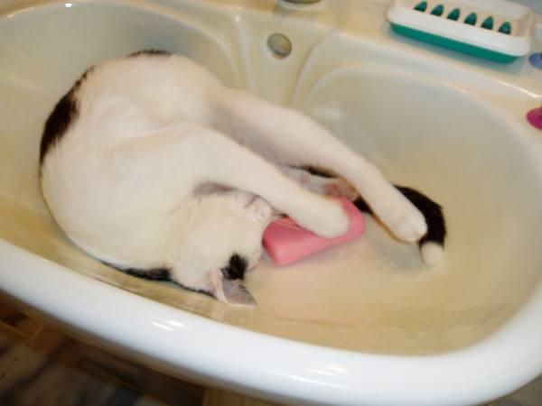 Playing In The Sink