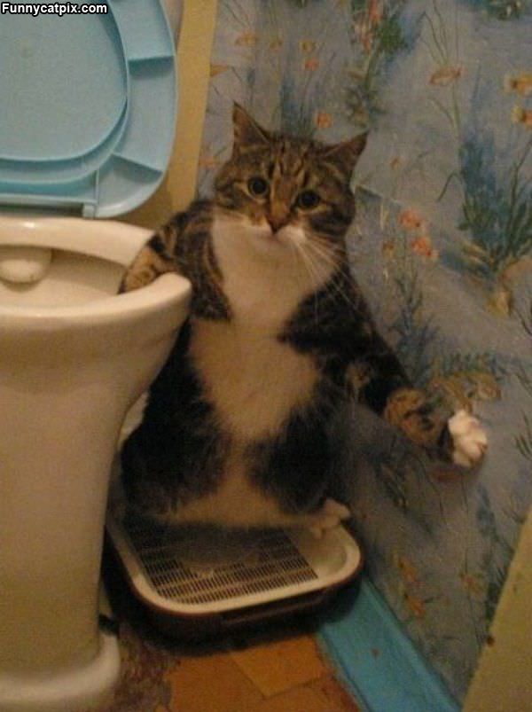 Plumber Cat