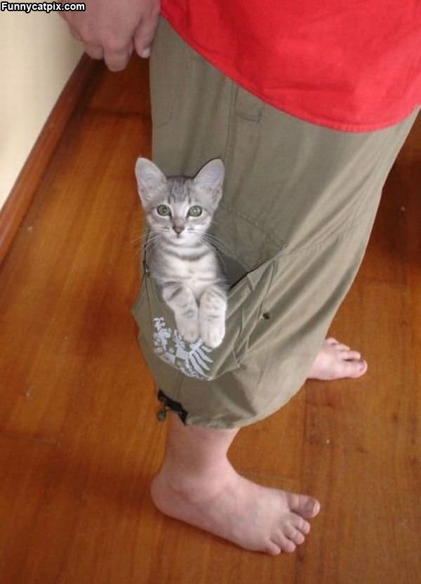 Pocket Of Cat