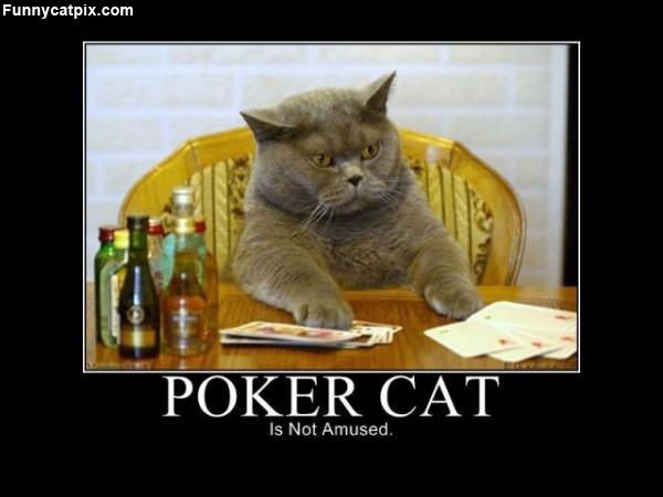 Poker Cat