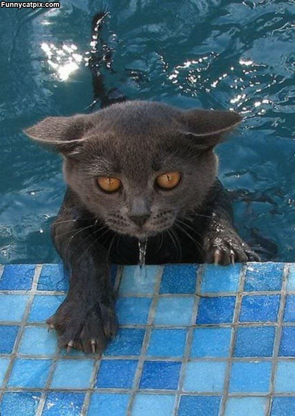 Pool Cat