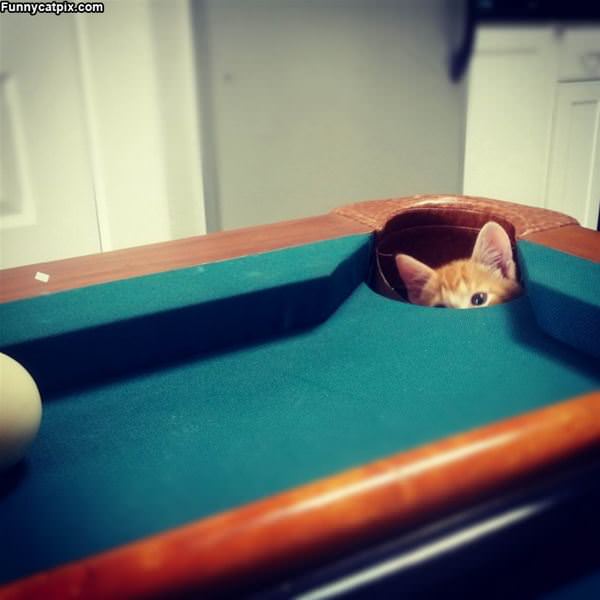 Pool Pocket Kitten