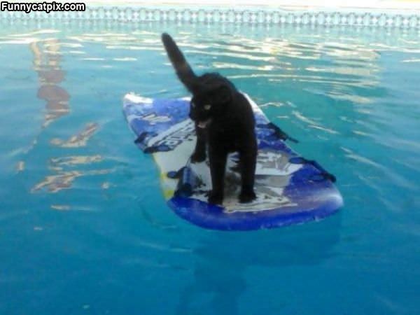 Pool Surfing Cat
