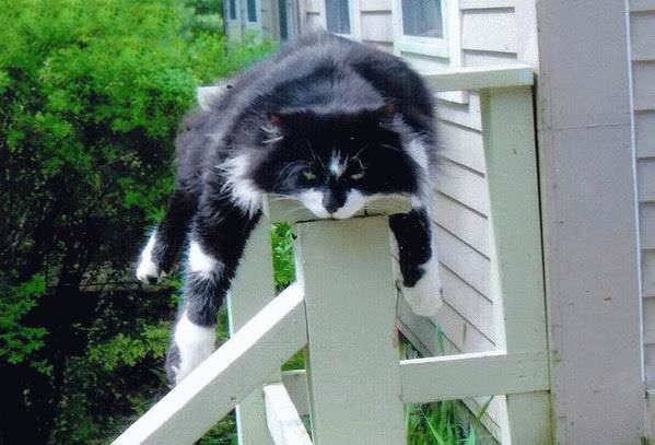 Pooped Railing Cat