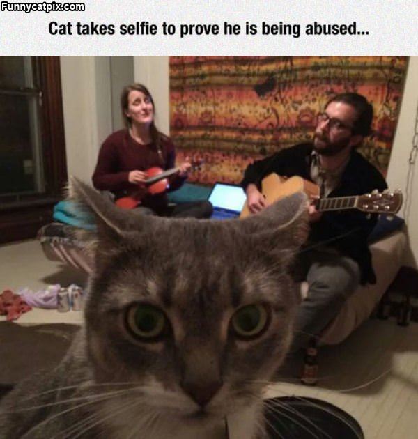 Poor Cat