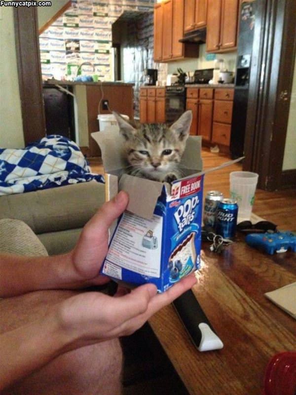 Pop Tart Kitty