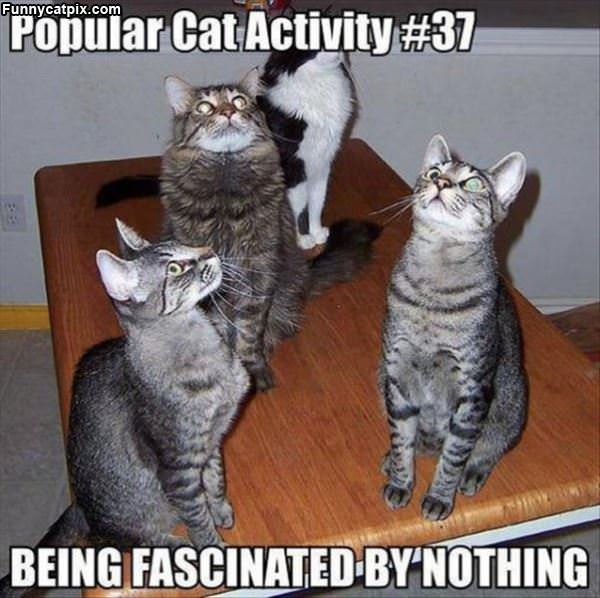 Popular Cat Activity