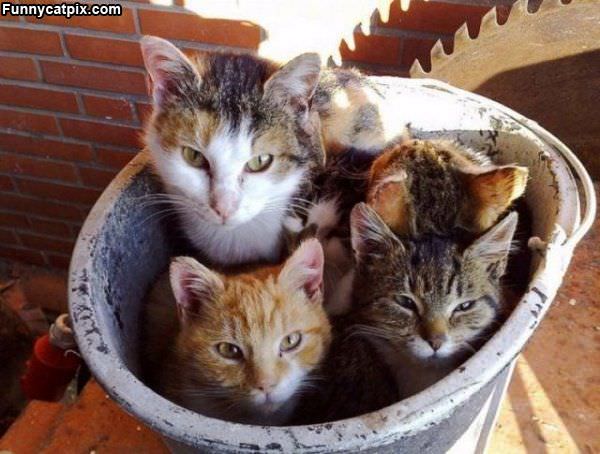 Pot Of Cats