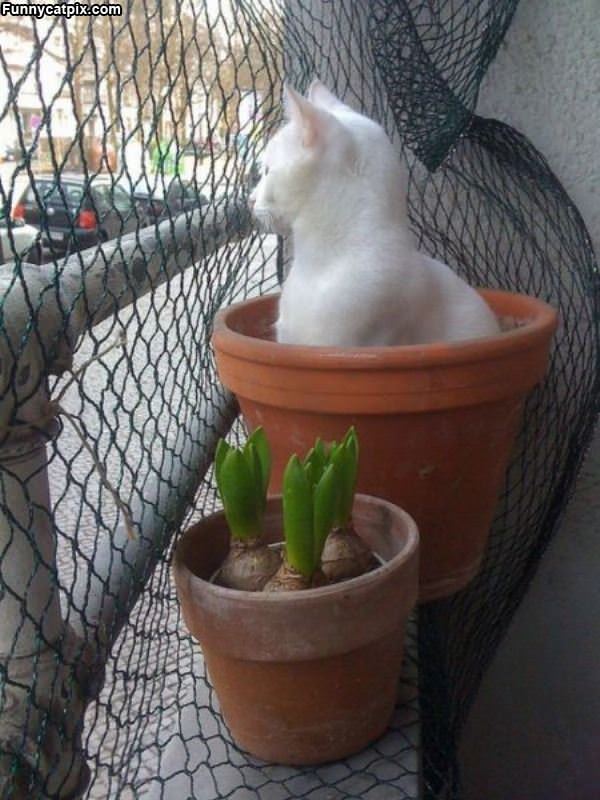 Potted Cat