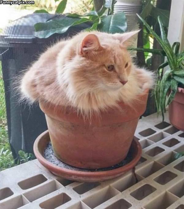 Potted Cat