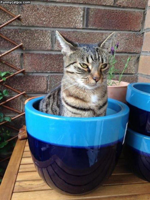 Potted Cat