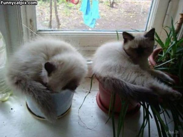 Potted Cats