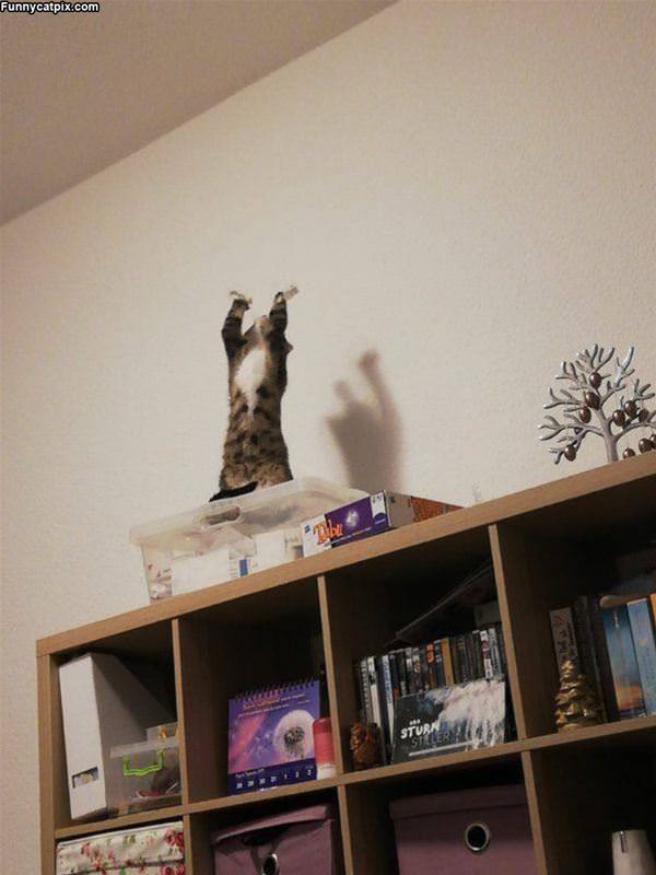 Praise The Ceiling