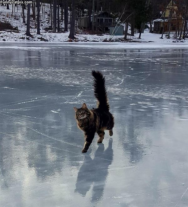 Prancing Around