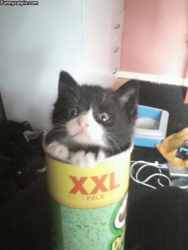 Pringles Cat