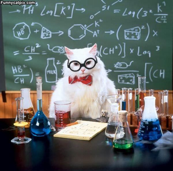 Professor Cat