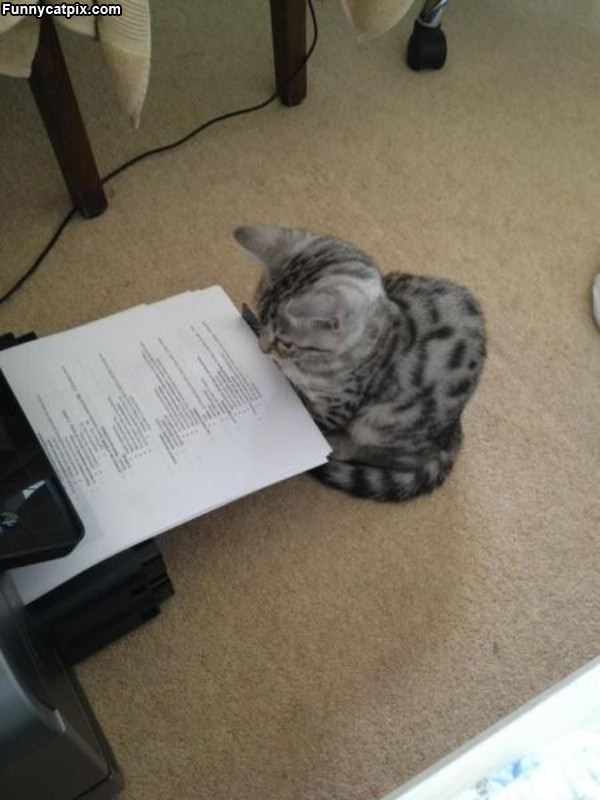 Proof Reader Cat