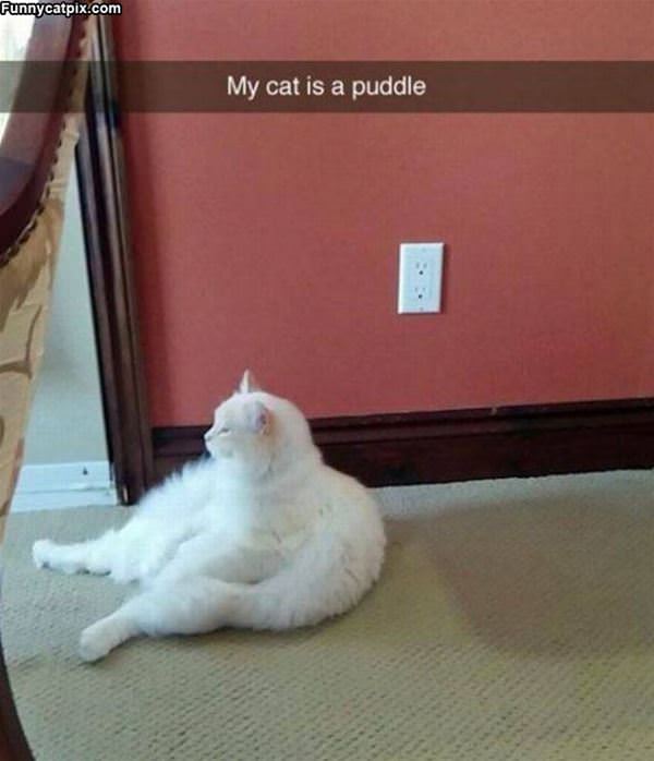 Puddle Of Cat