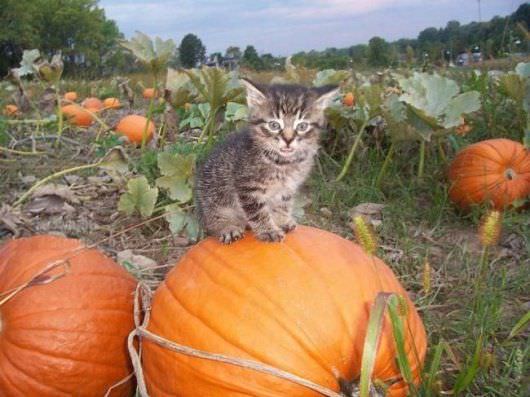 Pumpkin Cat