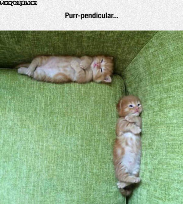 Purr Pendicular