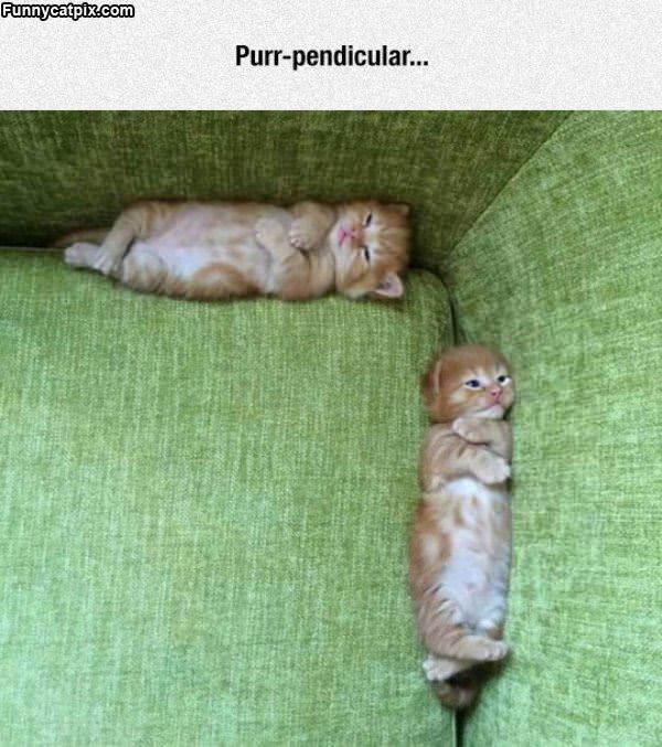 Purr Pendicular