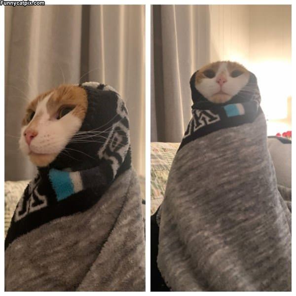 Purrito Cat