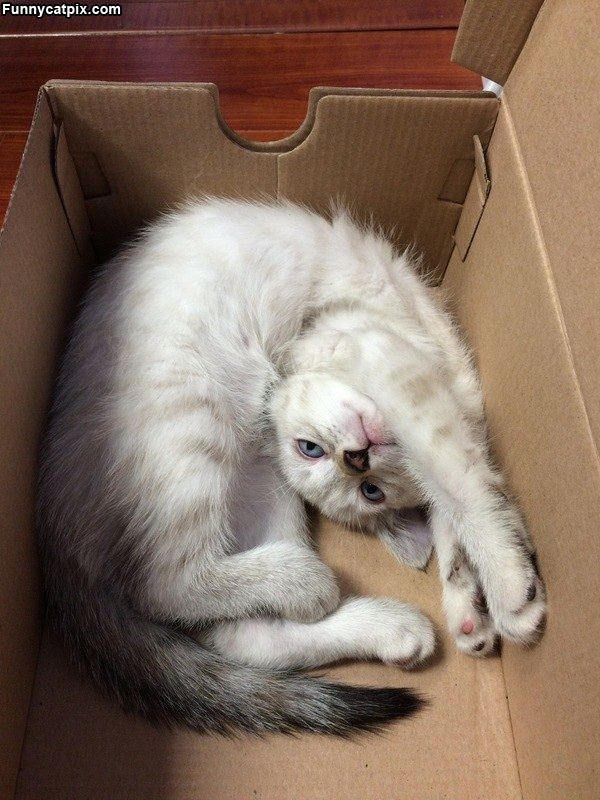 Purrrrfect Box