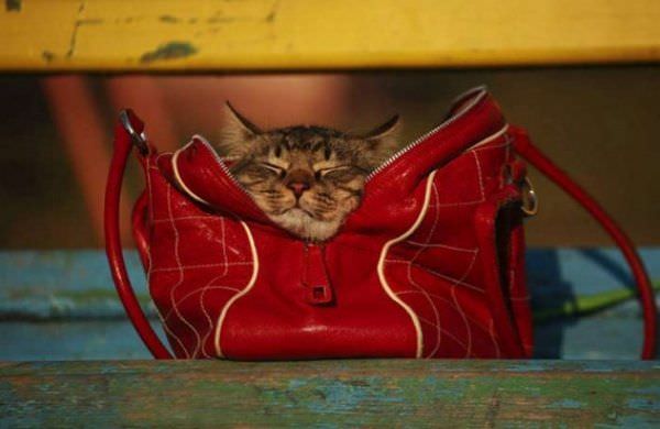 Purse Cat