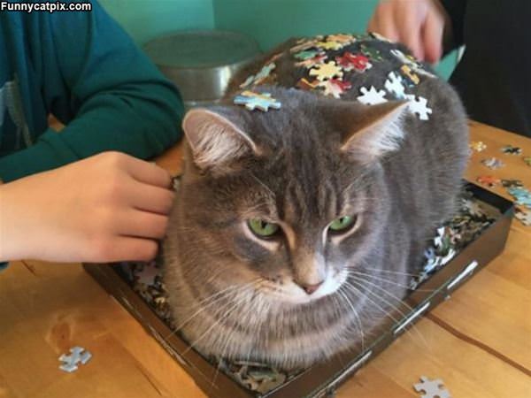 Puzzling Cat