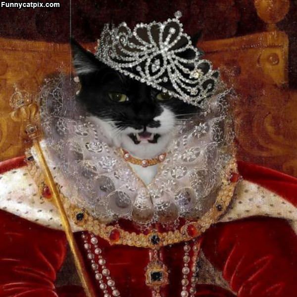 Queen Of Cats