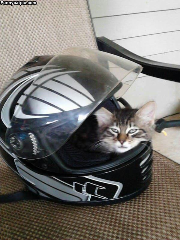 Race Cat