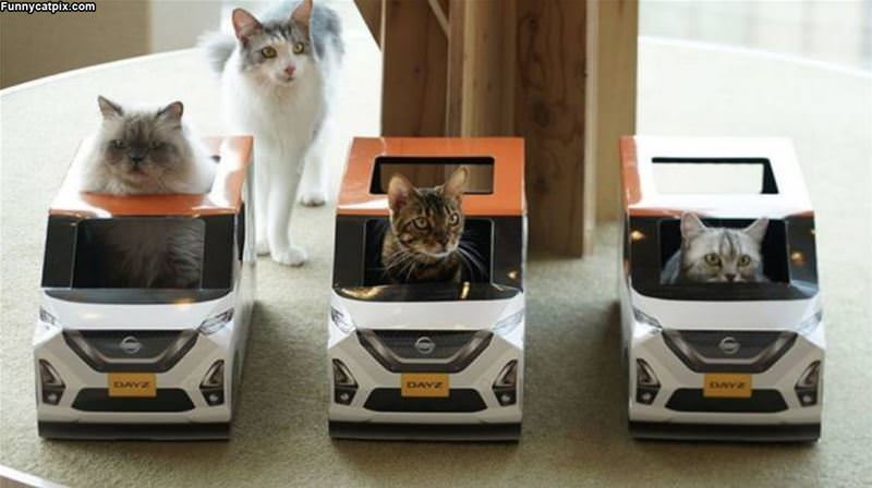 Race Cats