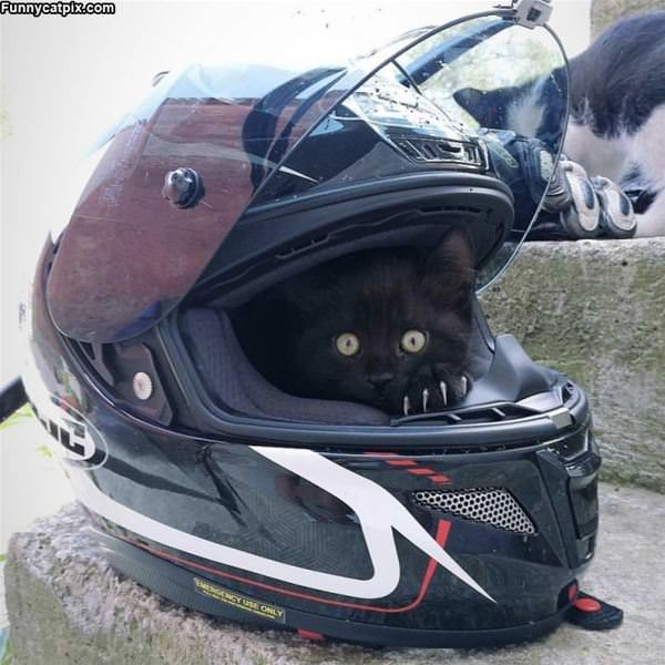 Race Kitty