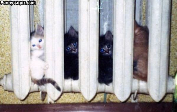 Radiator Kittens