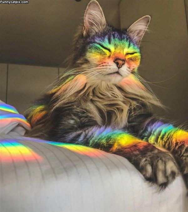 Rainbowwww Cat