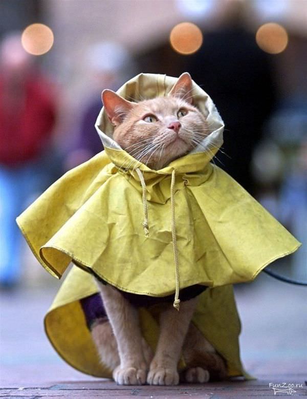 Raincoat