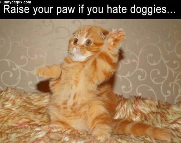 Raise Your Paw