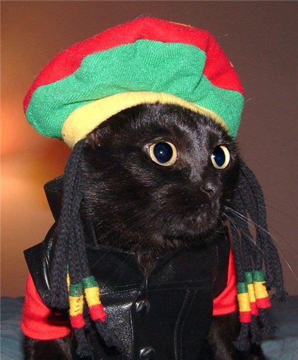 Rasta Cat