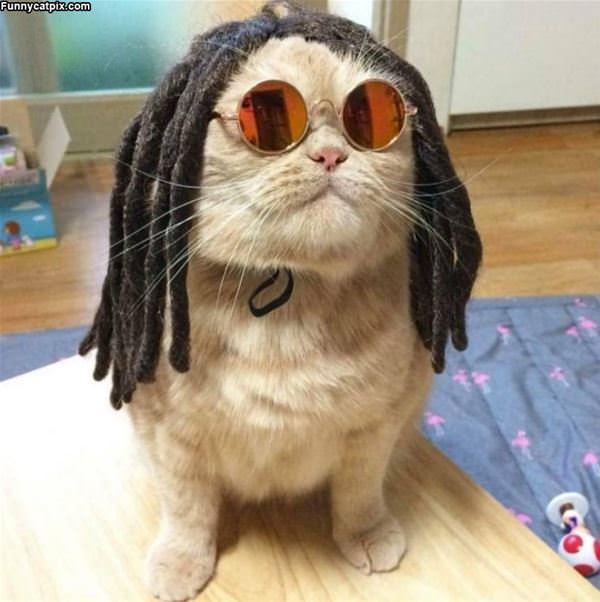 Rasta Cat