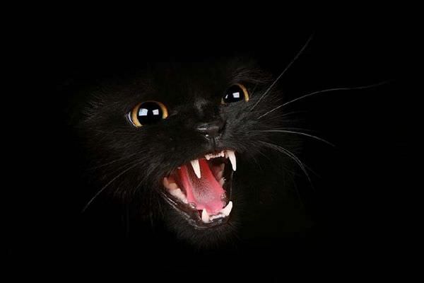 Rawr Black Cat
