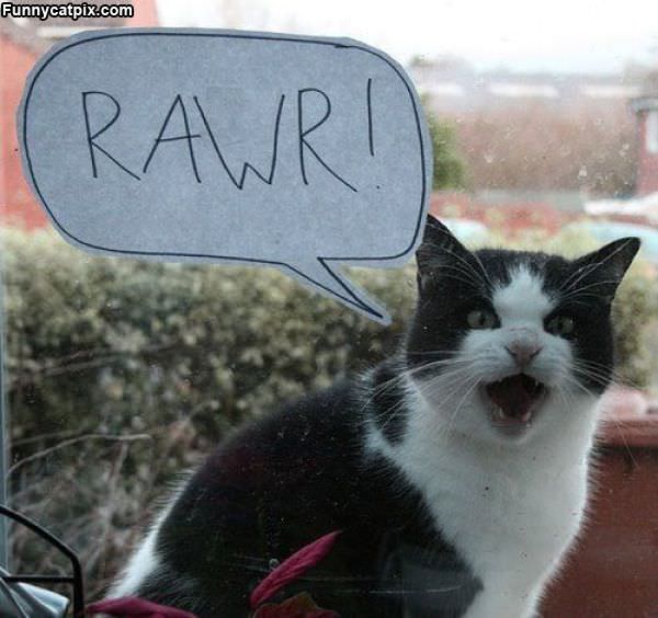 Rawr Cat