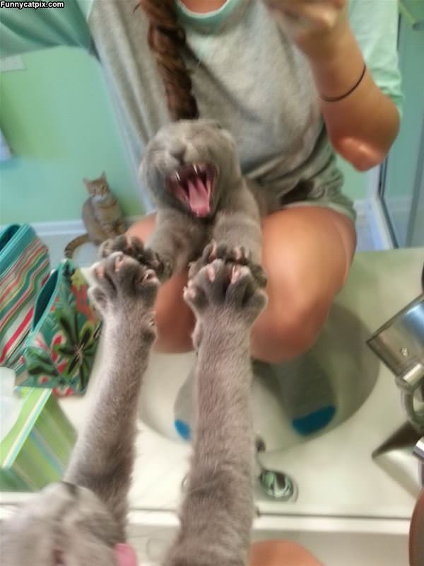 Rawrrrr