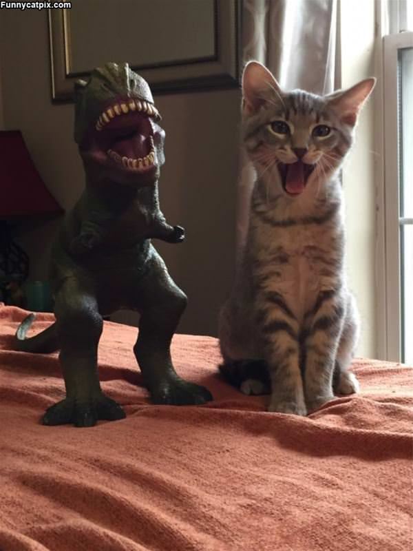 Rawrrrrrr Arrrr