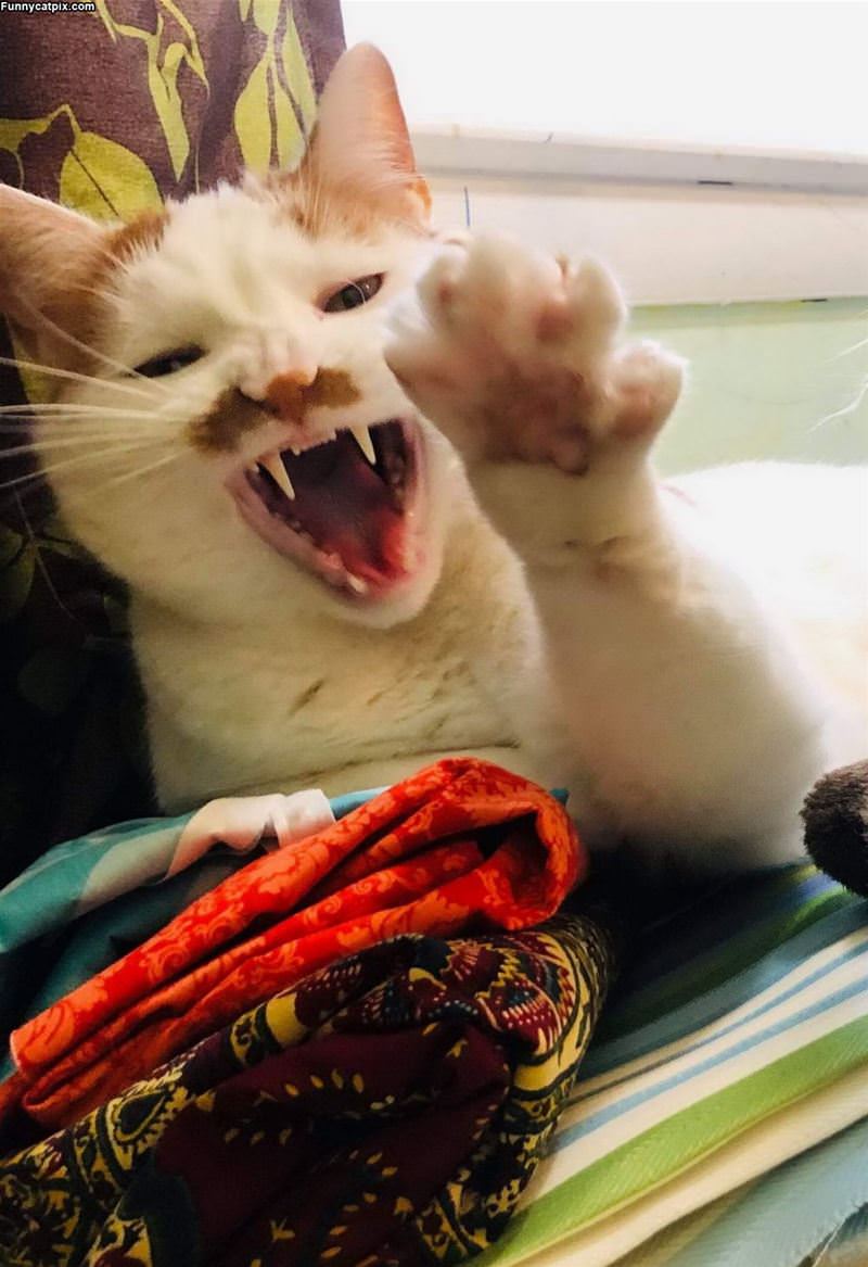 Rawwwwwr