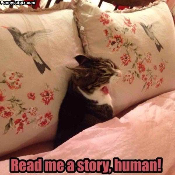 Read Me A Story